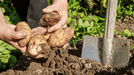 Встигніть це зробити вчасно — коли краще копати молоду картоплю на городі - 285x160