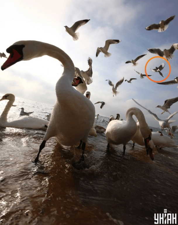 Правильный ответ на оптическую головоломку