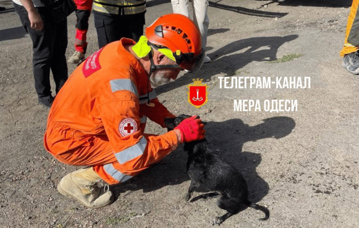 В Одессе из-под завалов спасли собаку.