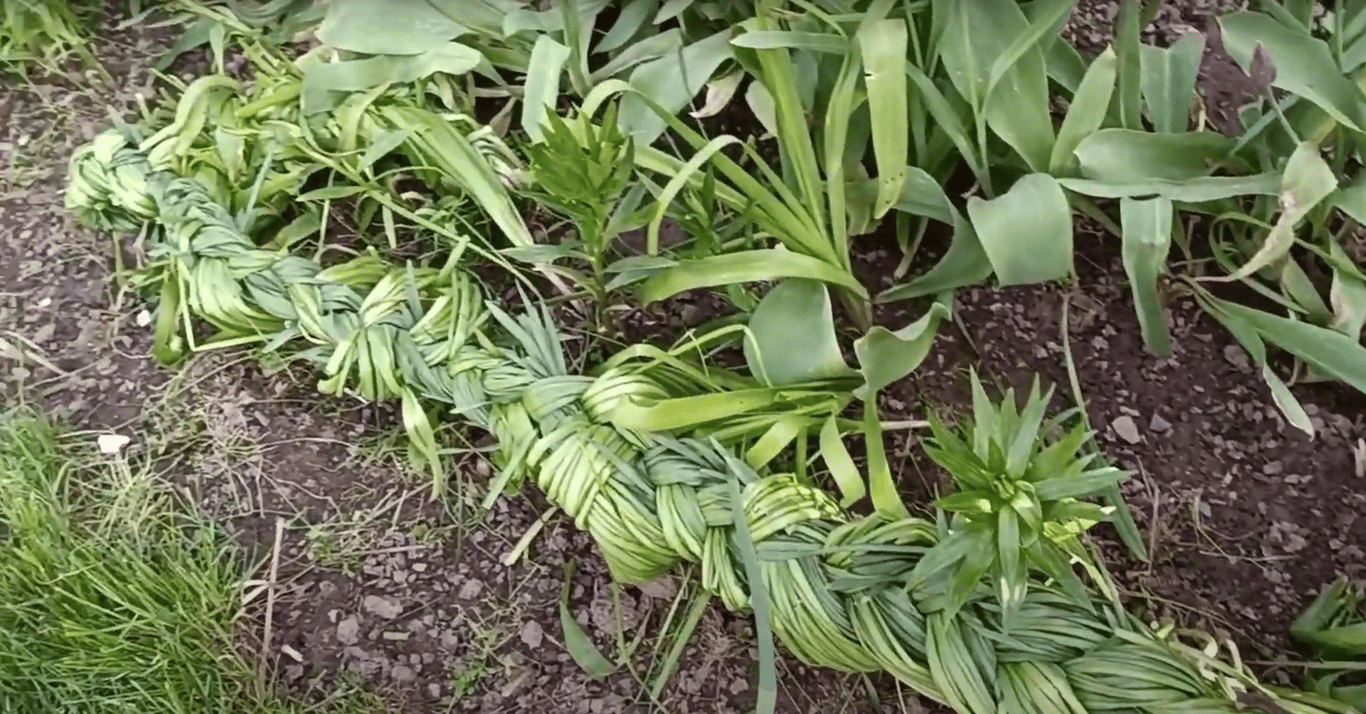 Нарциссы в косы