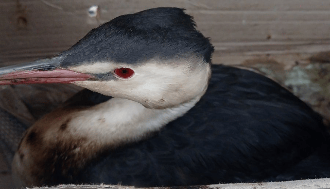 Эхо катастрофы - в Одесской области заметили птиц в мазуте - фото 2