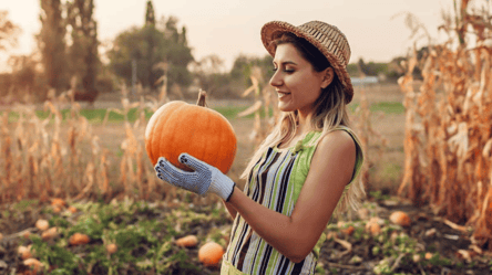 Коли збирати гарбузи у жовтні — дні, що подарують солодкий врожай - 285x160