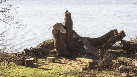 Сухостой на берегу реки — можно ли рубить на дрова в 2025 году - 285x160