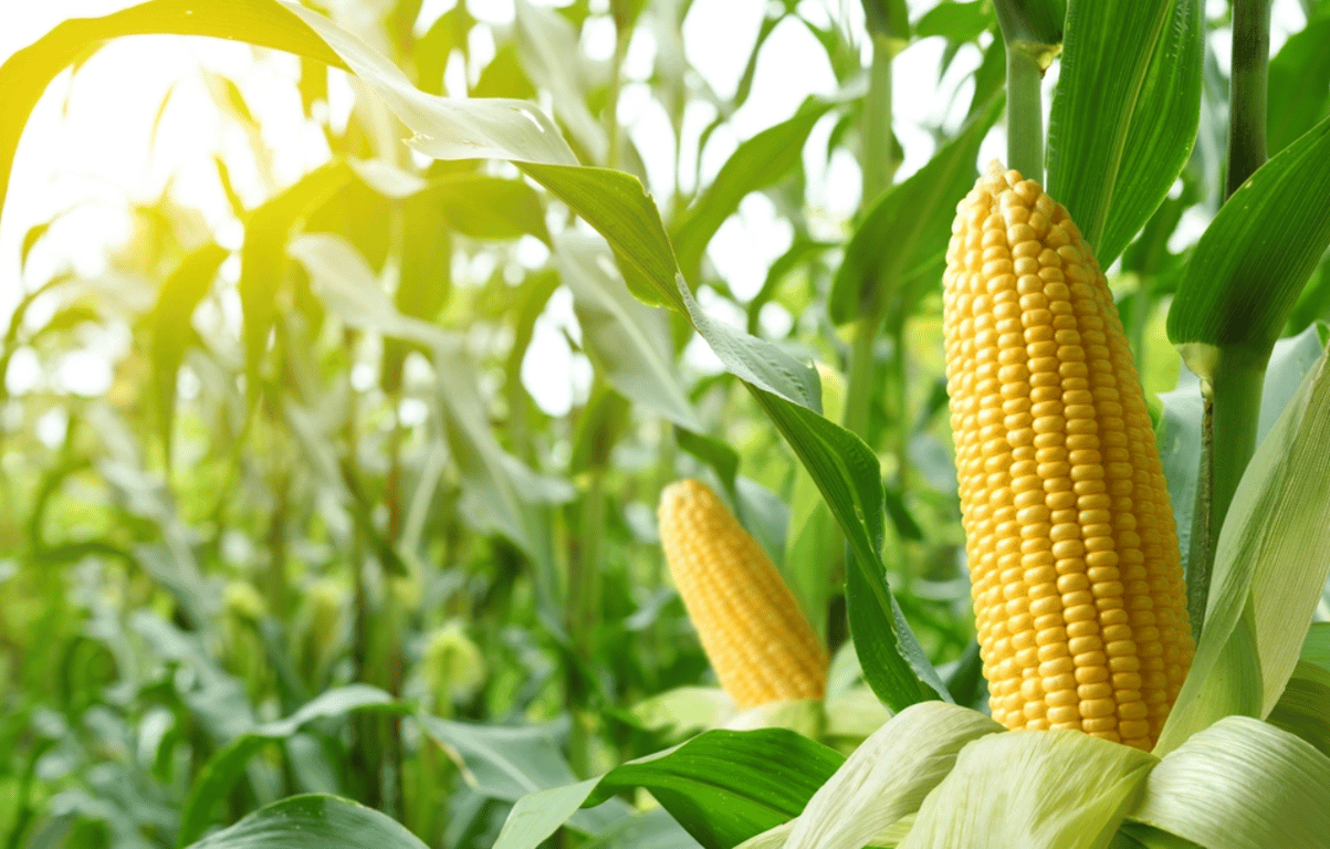 Кукуруза