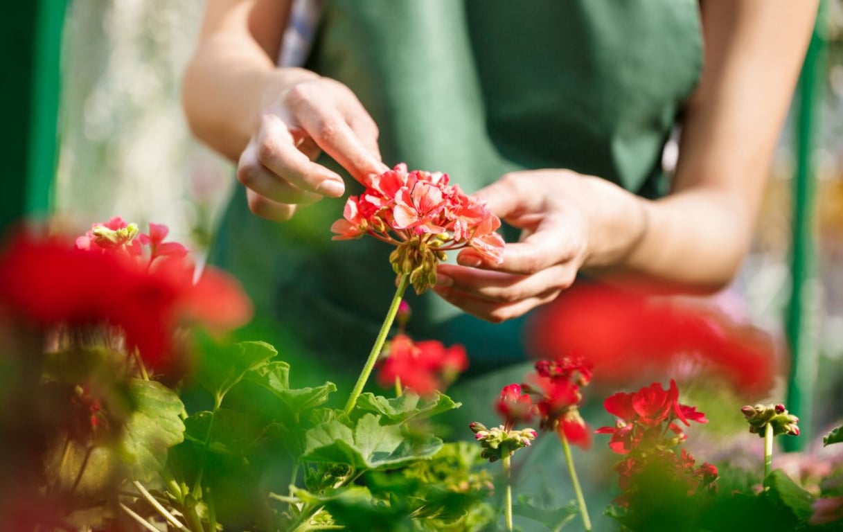Сбор семян с растения в саду