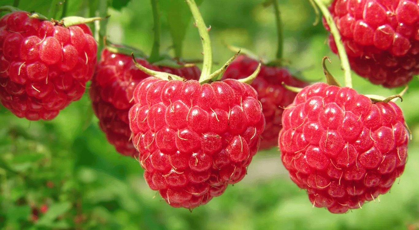 Большие ягоды малины на кусте