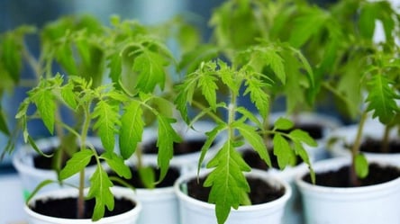 Томат для зимней рассады — летом получите рекордные урожаи - 285x160