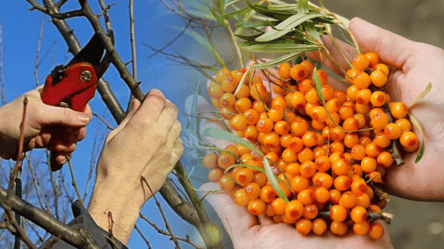 Как и когда обрезать облепиху — не допускайте этих трех ошибок - 285x160