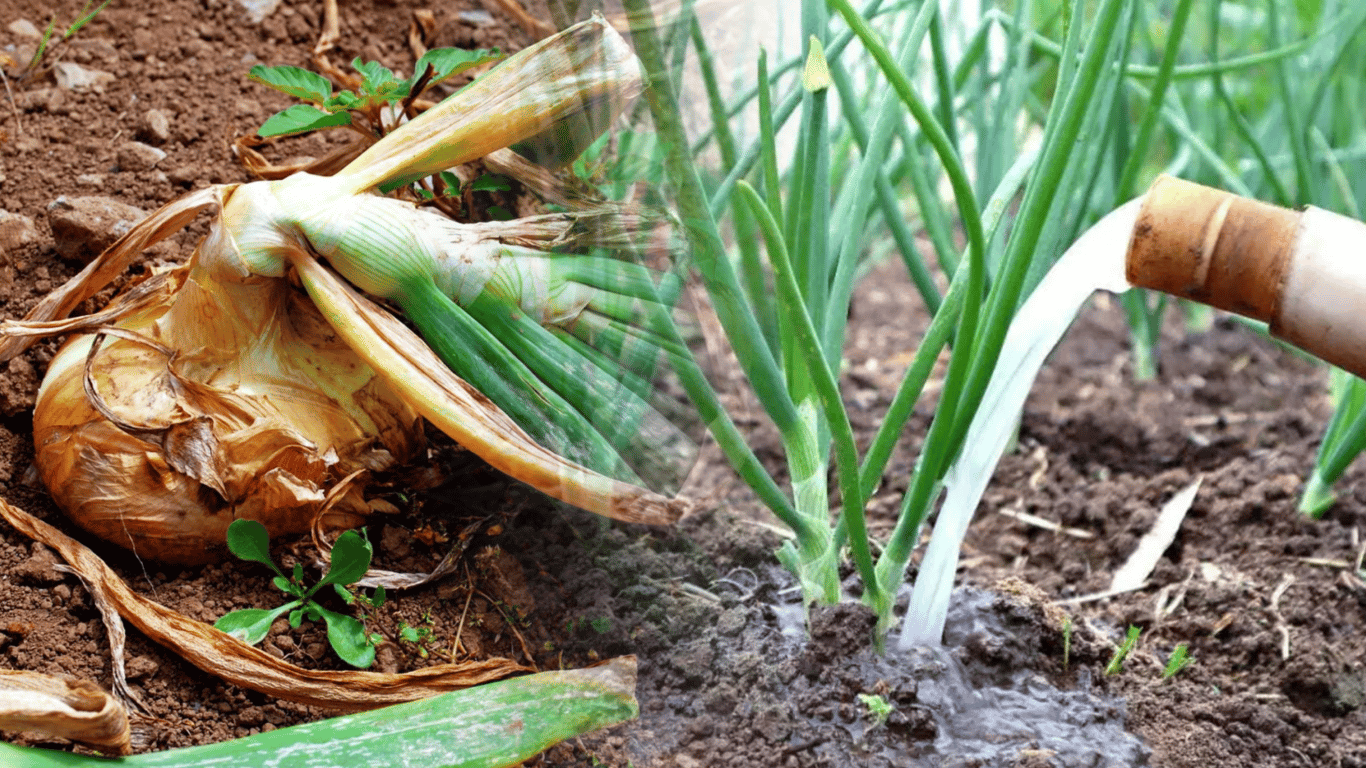 Яд для лука: чем категорически нельзя подкармливать овощ весной
