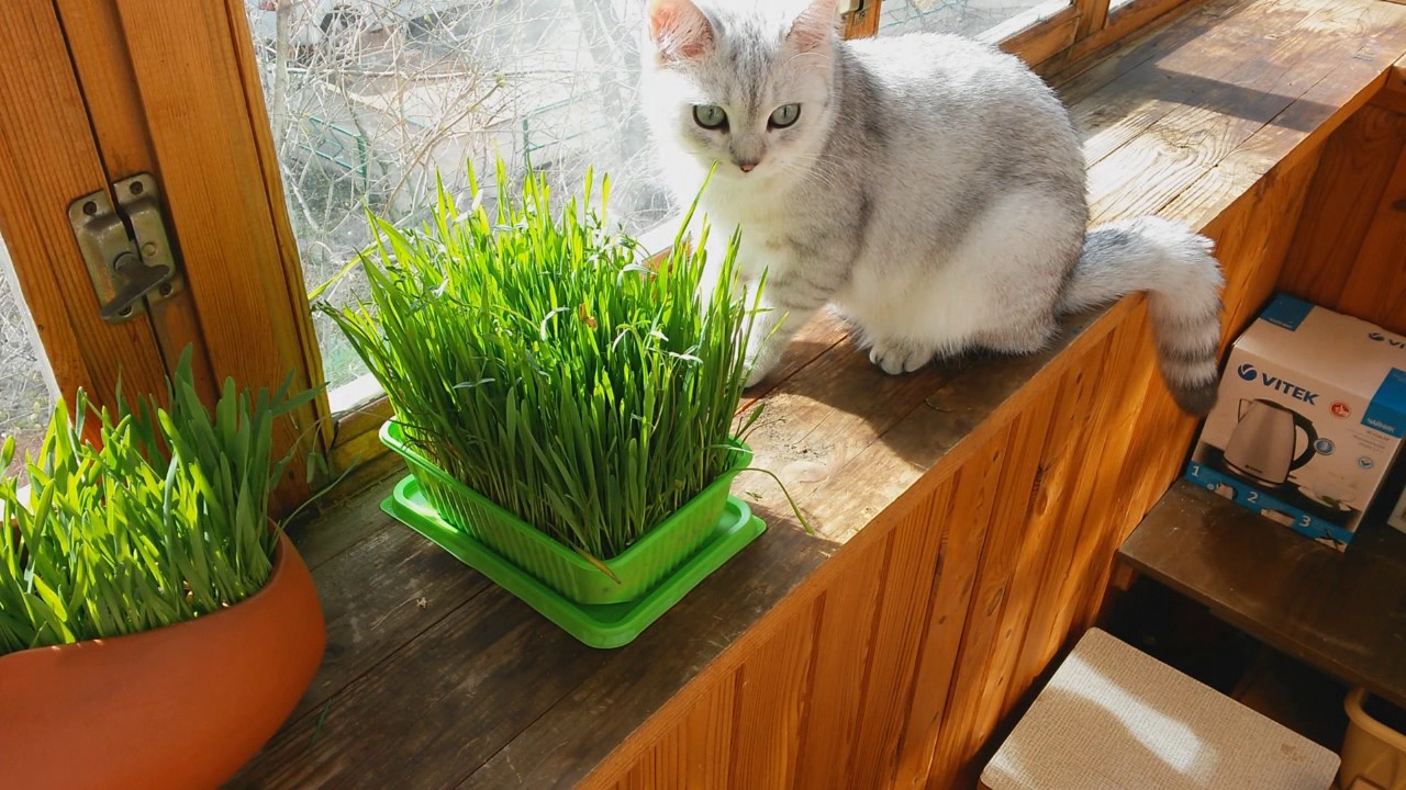 Как вырастить траву для кошек в домашних условиях — простой способ и советы