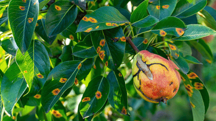 Як захистити грушу від іржі — чим обробити дерево - 285x160