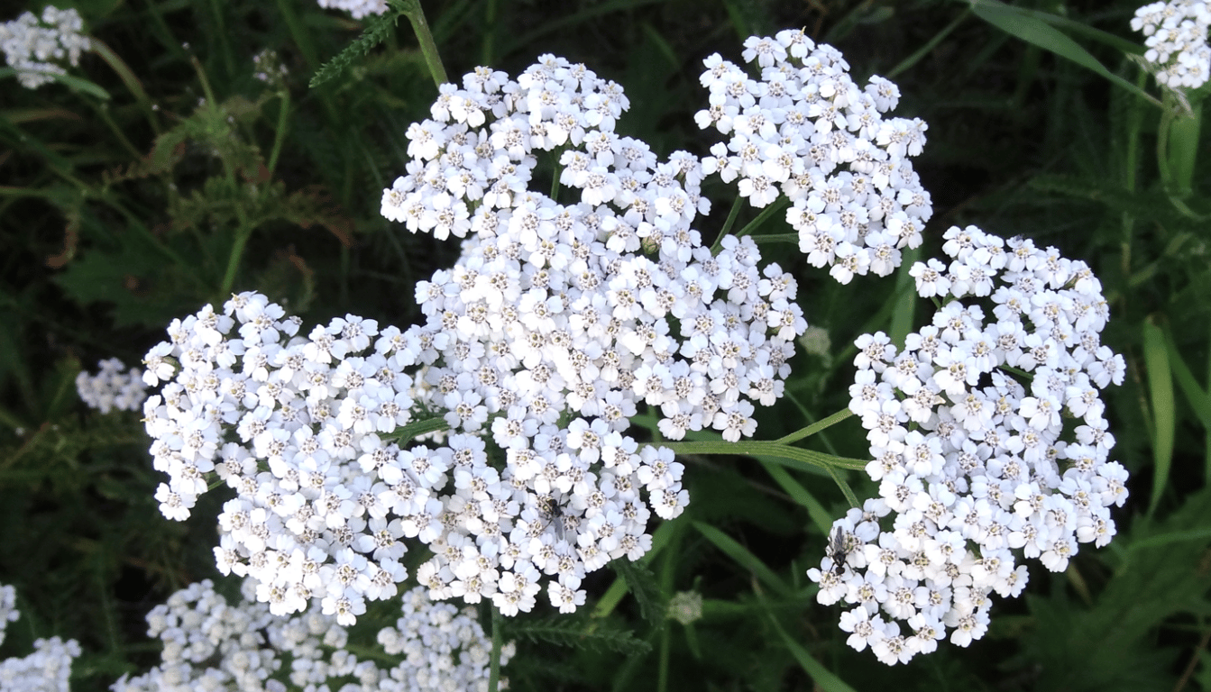 Тысячелистник