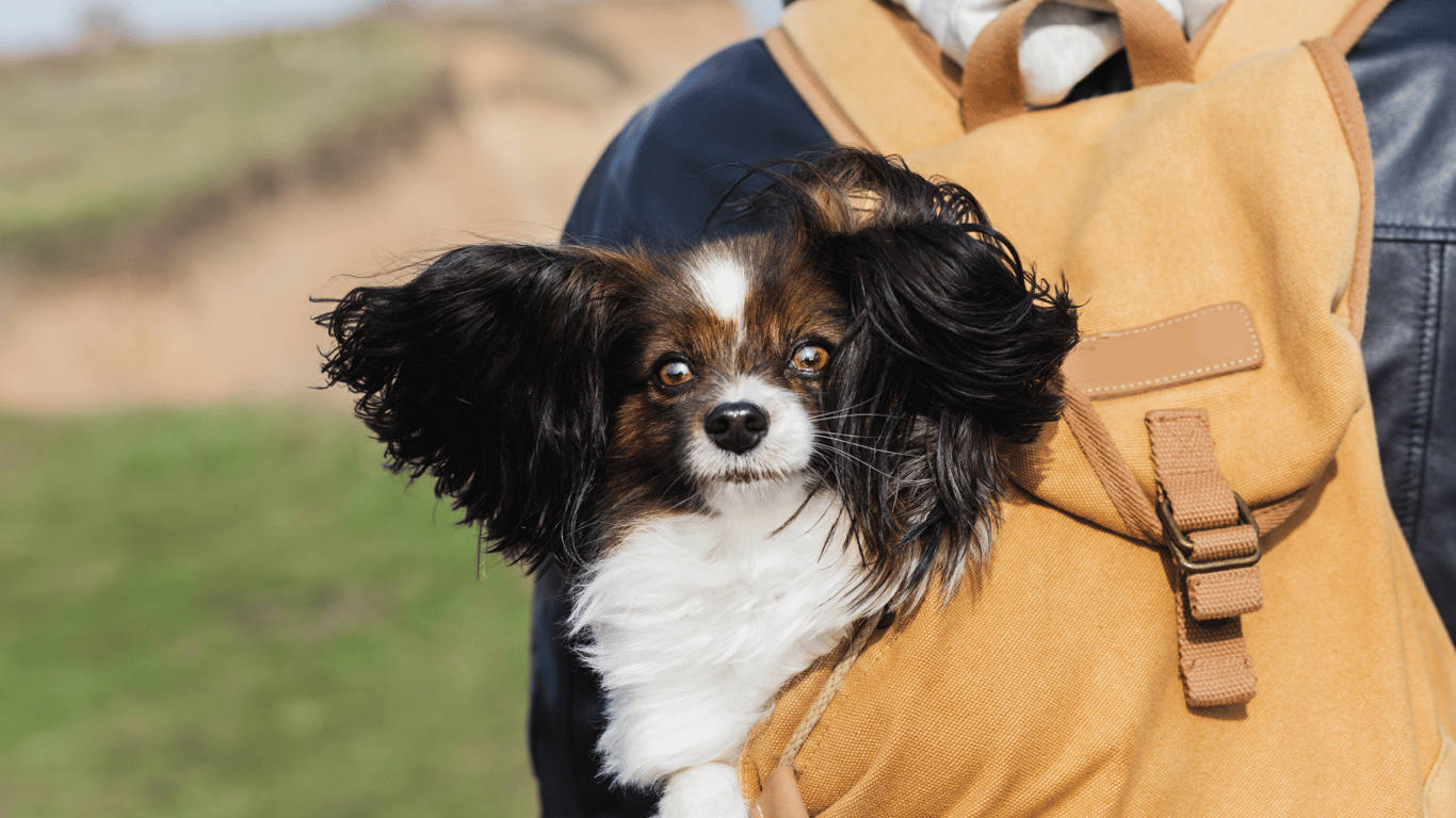 Правила в'їзду до ЄС з домашніми улюбленцями у 2025 році