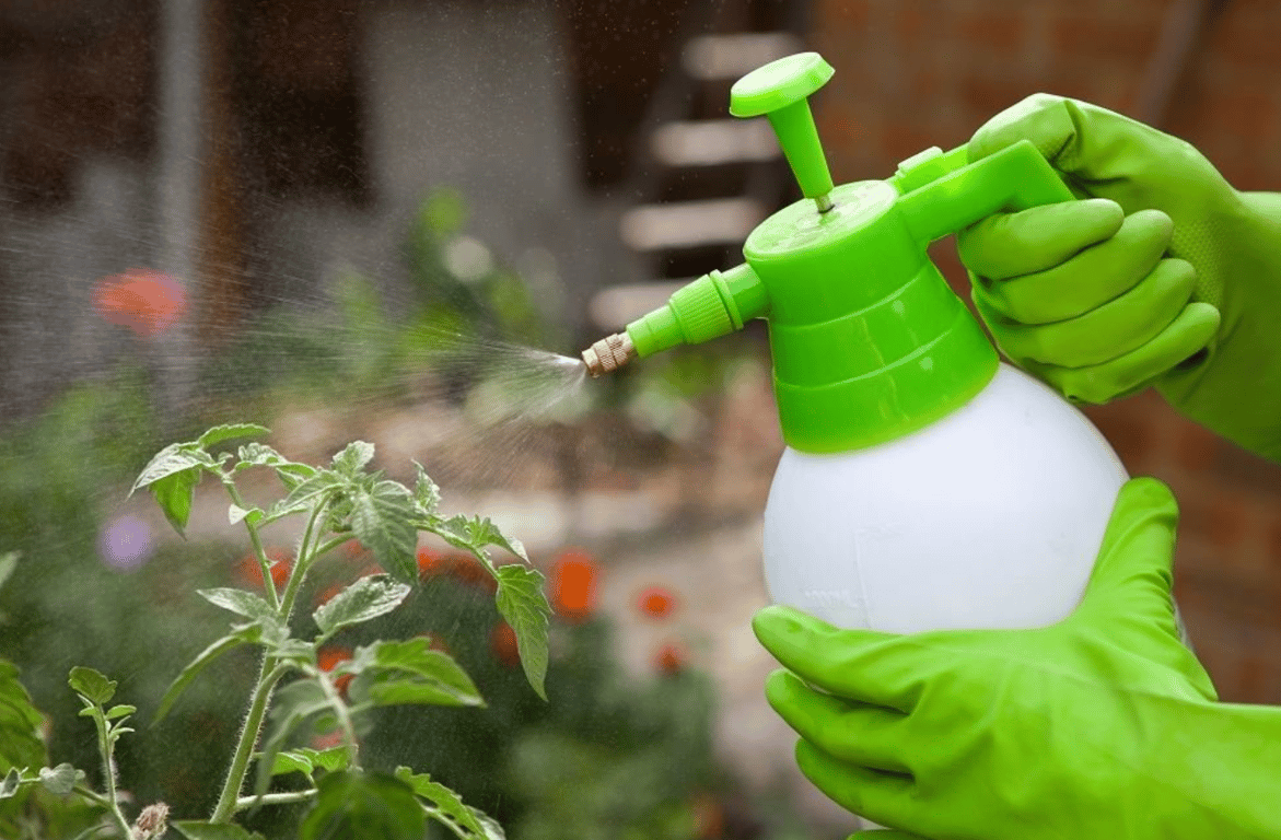 Обработка помидоров