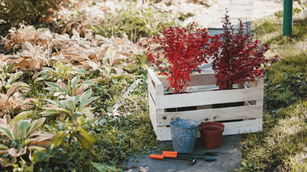 Які кущі зроблять сад яскравим восени — ідеї для вашого подвір’я - 285x160