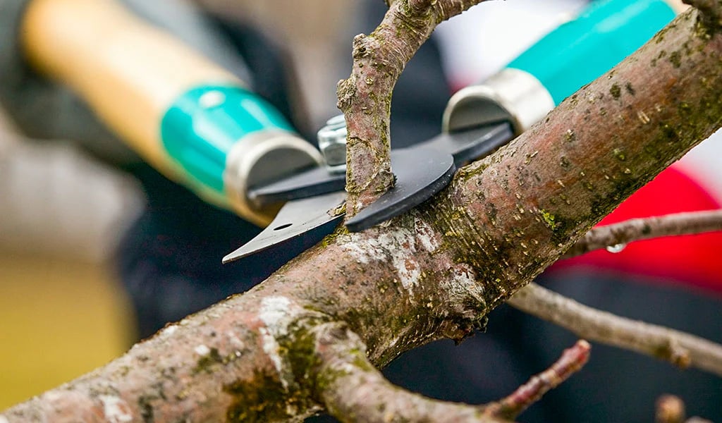 Как правильно обрезать яблони осенью