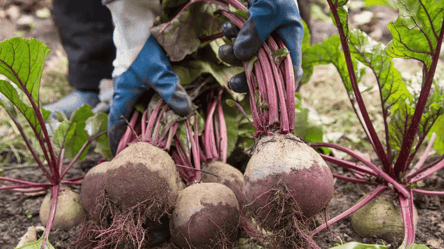 Буряк росте як скажений — два сорти, які рвуть рекорди - 285x160