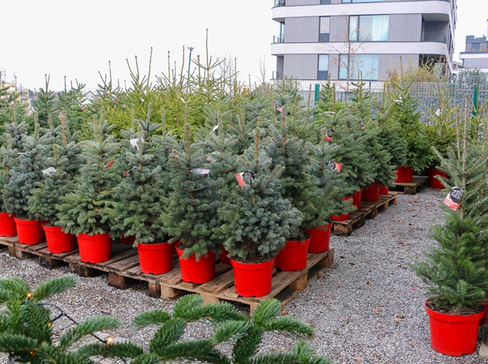 Ялинки Чехія