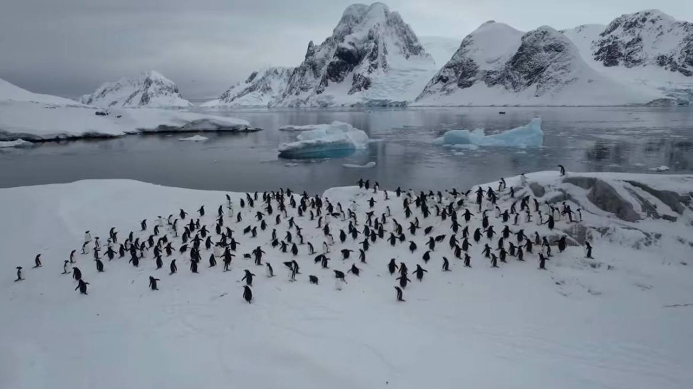 Пингвины массово движутся к станции Вернадского: украинские полярники показали увлекательные кадры