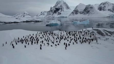 Пінгвіни масово прямують на станцію Вернадського: українські полярники показали захоплюючі кадри - 285x160