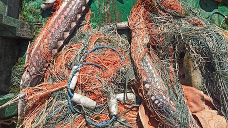Хотели "нажиться" на рыбе: на Одесчине задержали браконьеров - 285x160