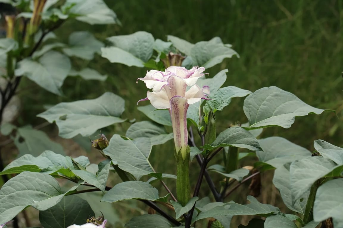 Що таке квітка сміху