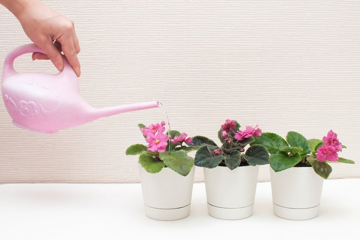 Полив фиалок