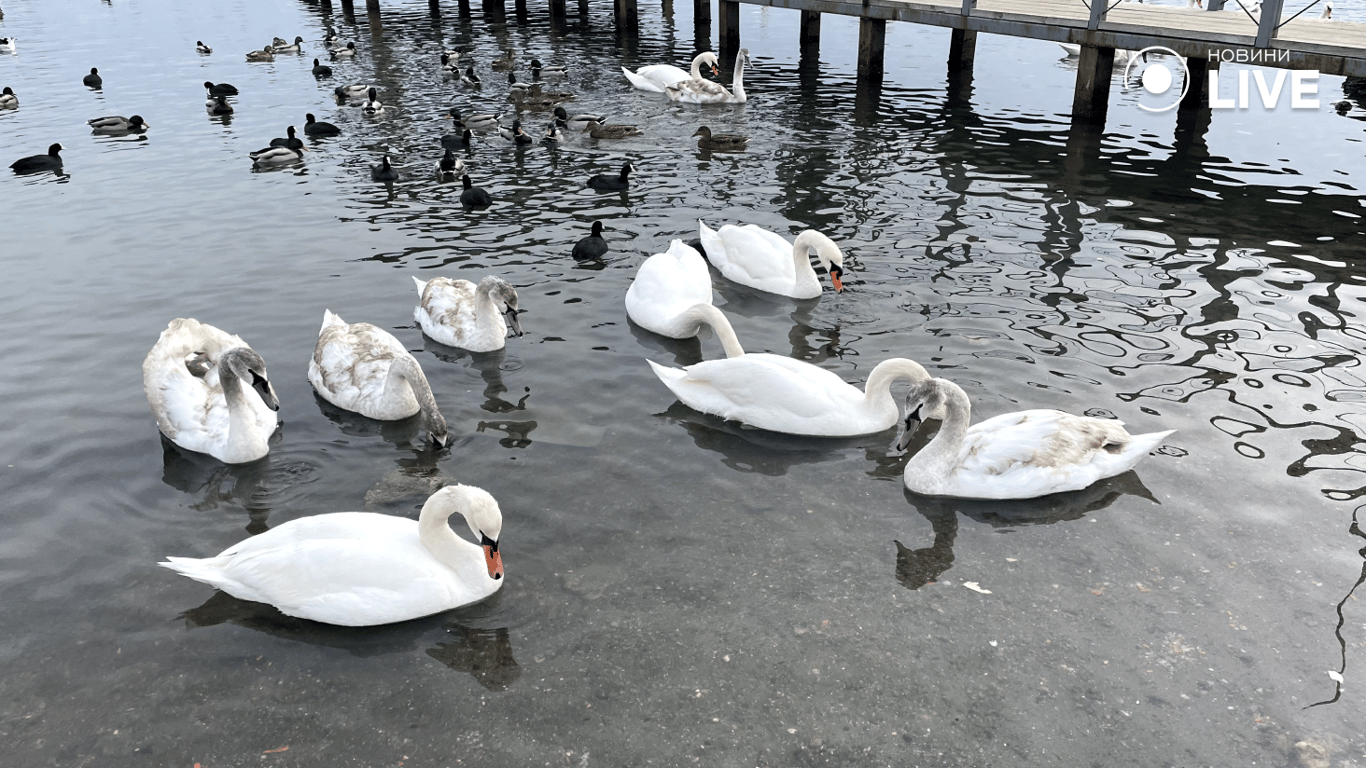 Лебеді на переправі