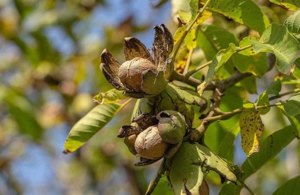 Почему следует использовать листья грецкого ореха