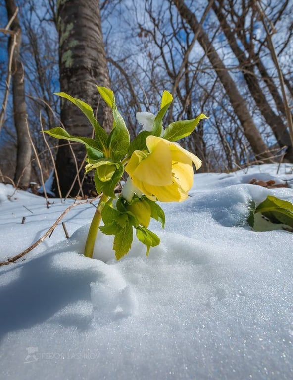 Не бояться холоду — квіти, які можна садити вже в січні - фото 3