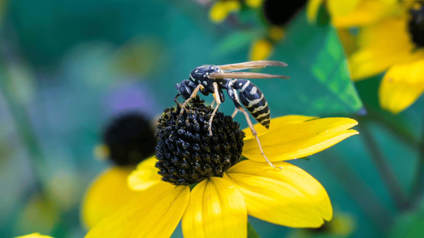 Оси на городі та в саду — користь і як захистити себе від укусів комах