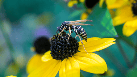 Користь ос на городі та в саду — як дружити з комахами і вберегти себе від укусів - 285x160