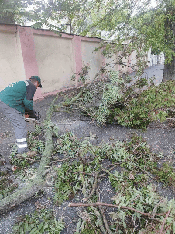 Наслідки негоди — в Одесі від вітру впали 10 дерев - фото 1