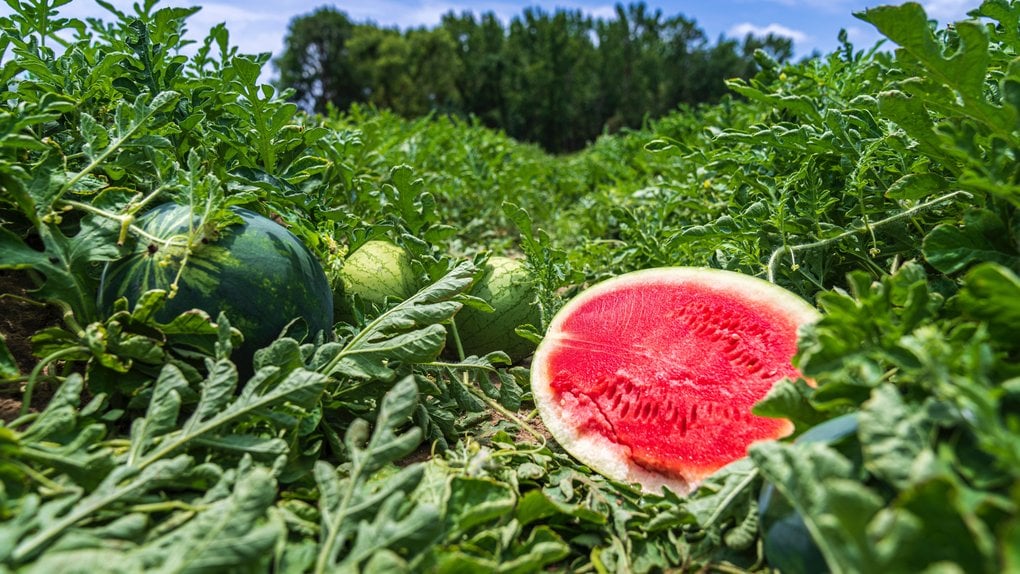 Чим підживити кавуни у липні, щоб врожай був солодким — рецепти добрив і поради