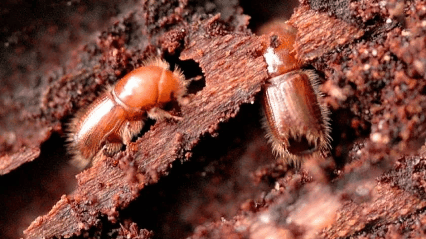 Чим небезпечні жуки-короїди — як захистити яблуню та грушу в саду від шкідників