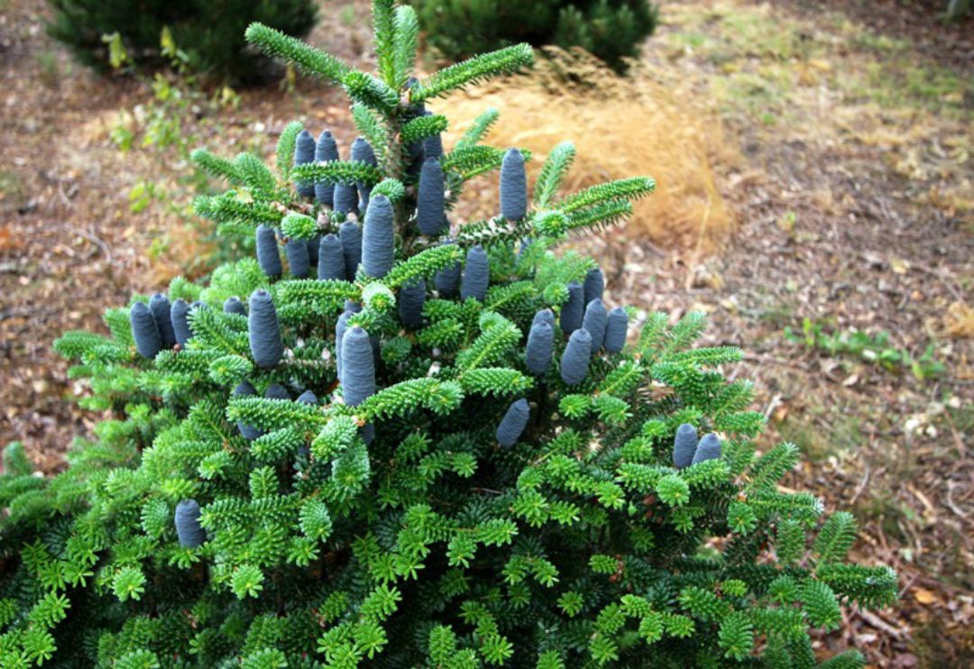 Надменность