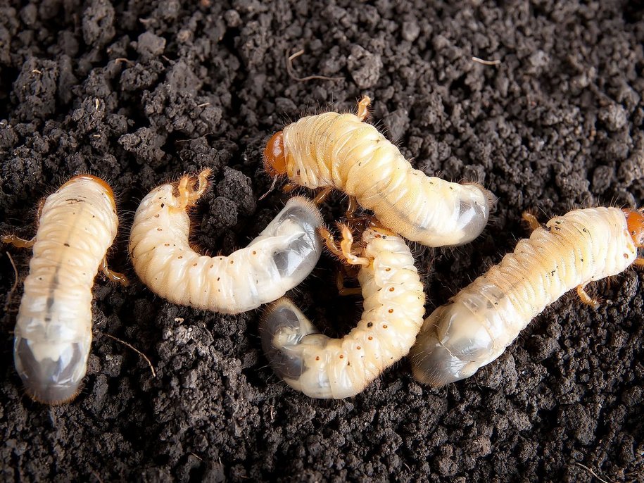 Личинки хруща у ґрунті.