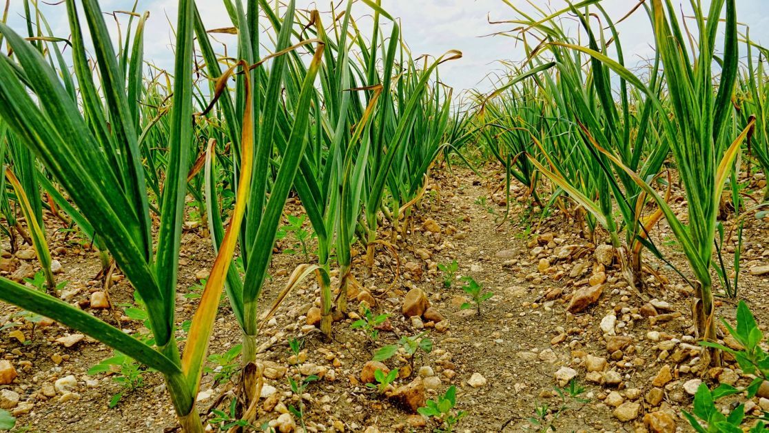 Зеленый чеснок на огороде