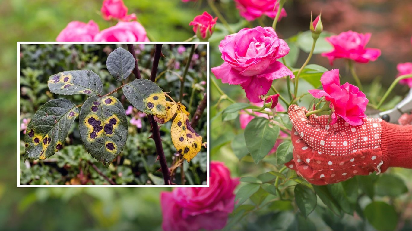 Какое растение посадить рядом с розой, чтобы защитить от черной пятнистости