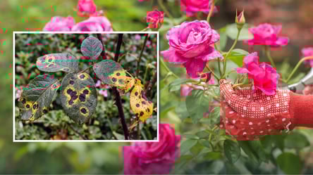 Посадите этот цветок возле роз, и забудете о черной пятнистости - 285x160