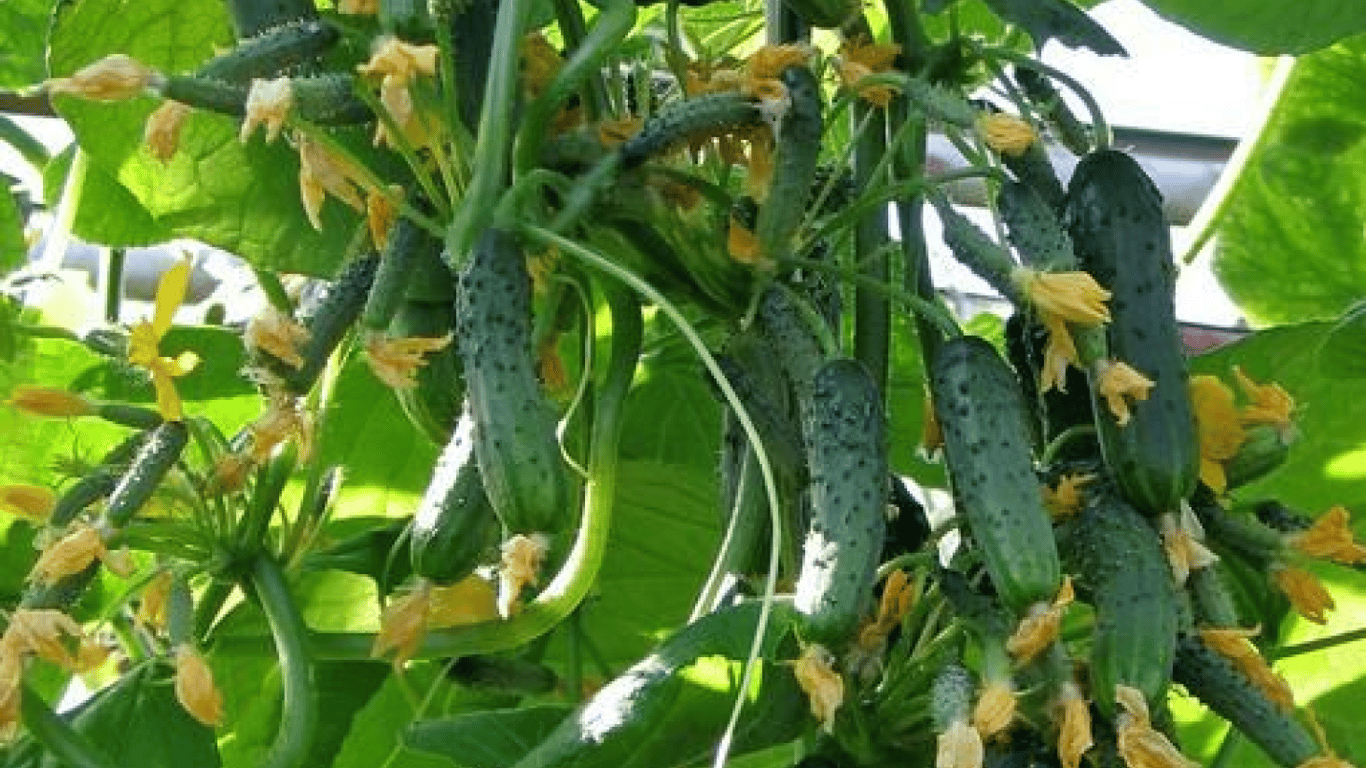 Огірки ростуть на грядці. 
