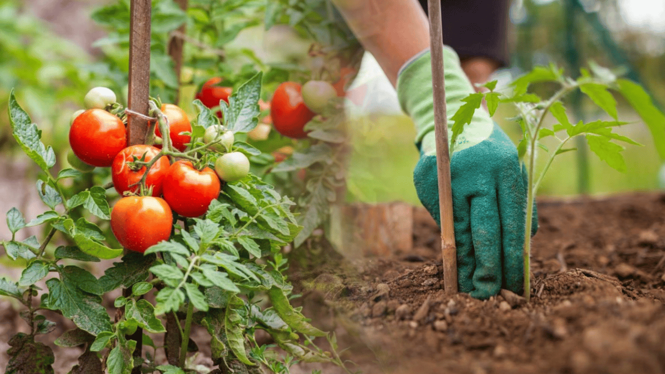 Як обрати ідеальний момент для висадки розсади томатів: одна ознака