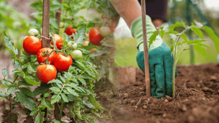 Когда сажать рассаду томатов в грунт: один важный признак - 285x160