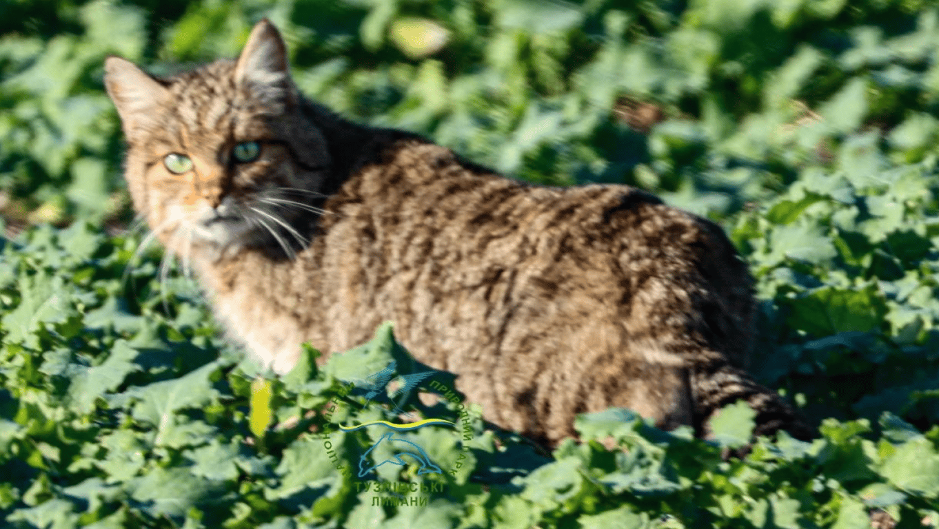 На Одесчине заметили редкого кота — в чем уникальность животного - фото 1