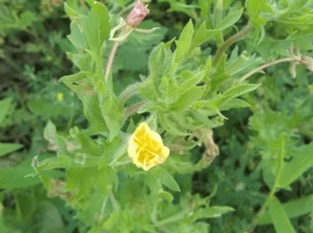 Раймания рассеченая