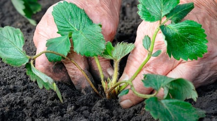 Полуниця може не пережити зиму — одна дія рятує кущі - 285x160