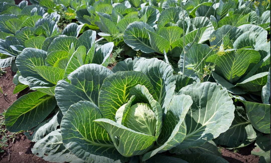 Большой урожай капусты на огороде