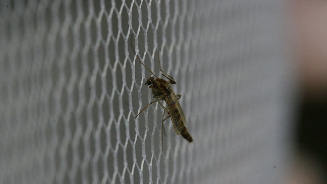 Країнами Європи поширюються хвороби, які переносять комарі, — The Guardian