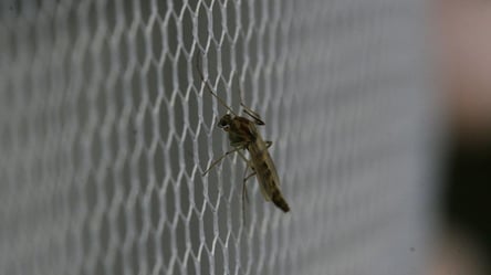 Країнами Європи поширюються хвороби, які переносять комарі, — The Guardian - 285x160