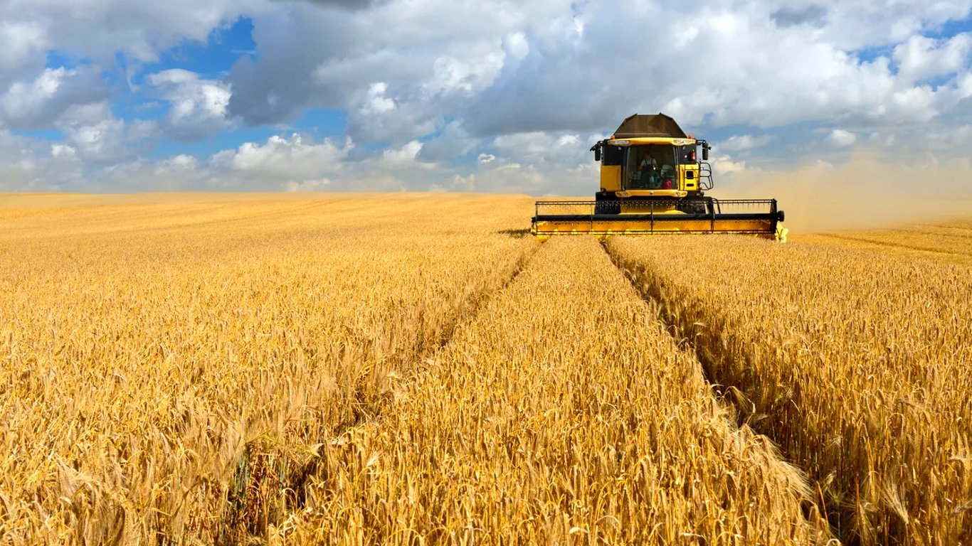Ціни на зернові в Україні станом на 5 жовтня 2023